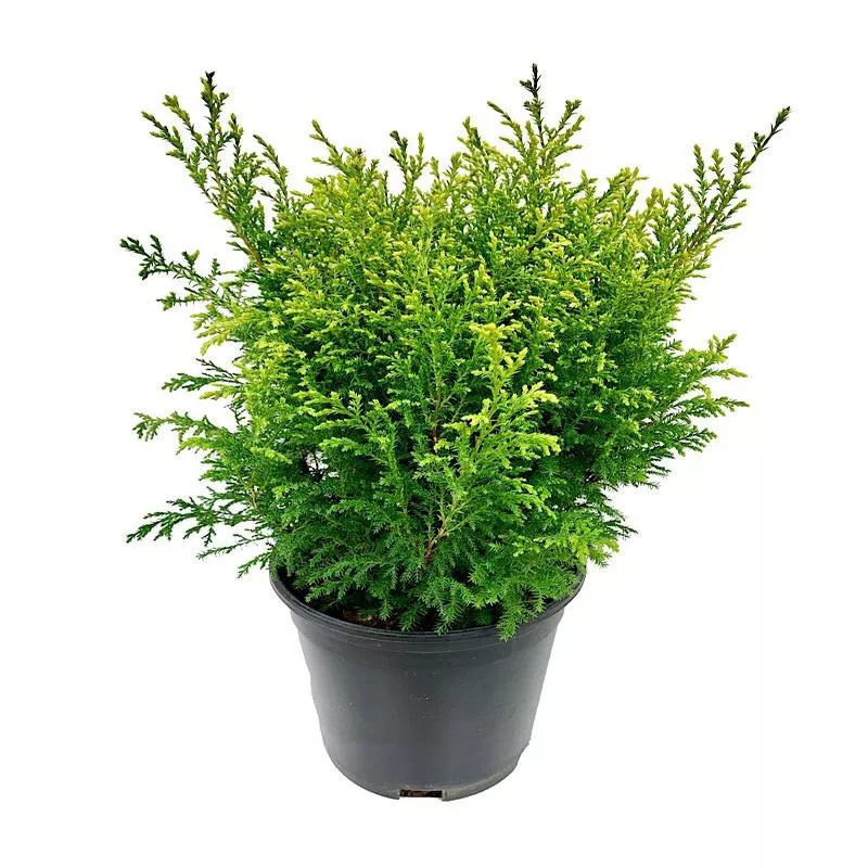 Chamaecyparis pisifera ‘Cream Ball’1 gal