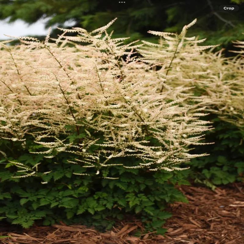 chantilly-lace-goatsbeardaruncus-hybrid ‘Chantilly Lace’ GoatsbeardAruncus hybrid