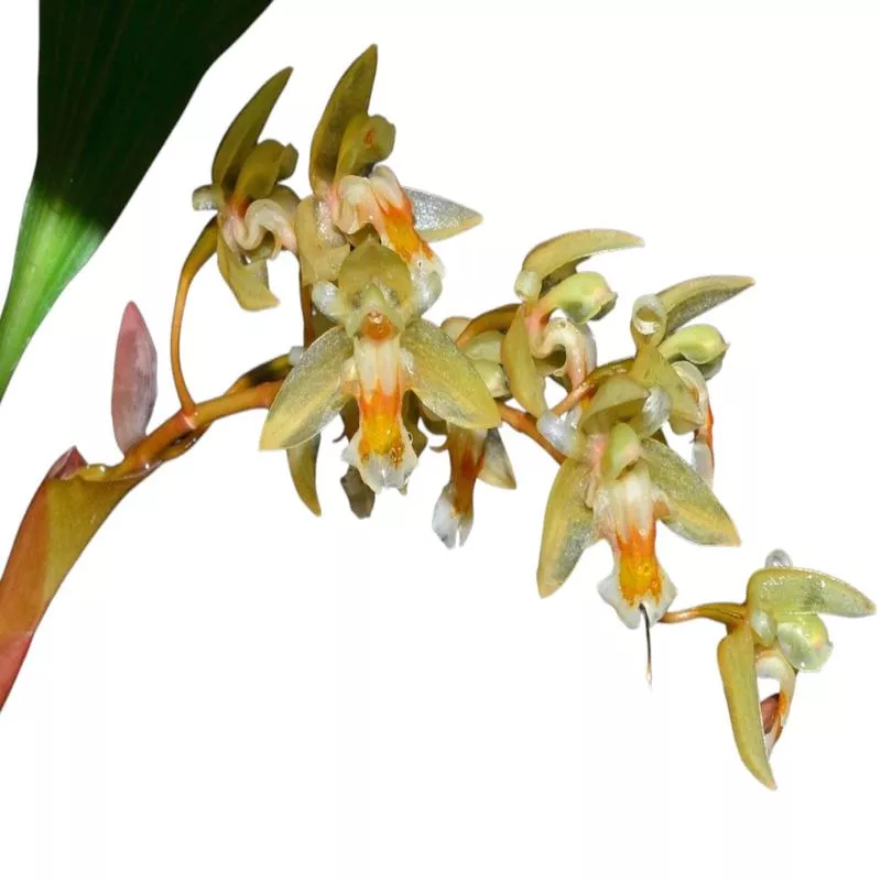 Chelonistele sulphurea