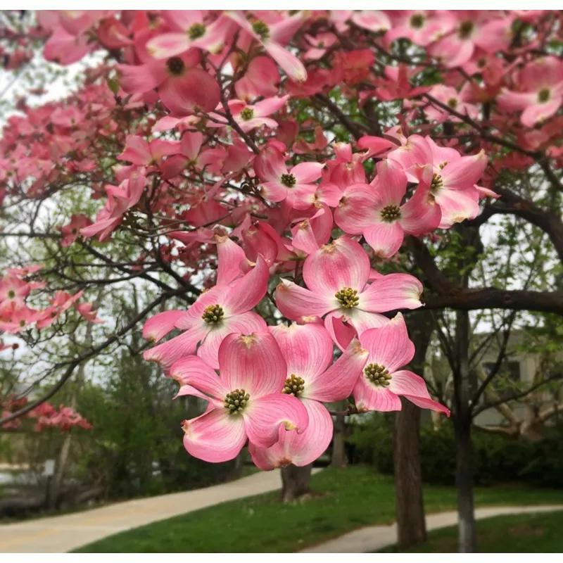 cherokee-brave-dogwood-cornus-florida ‘Cherokee Brave’ Dogwood | Cornus florida