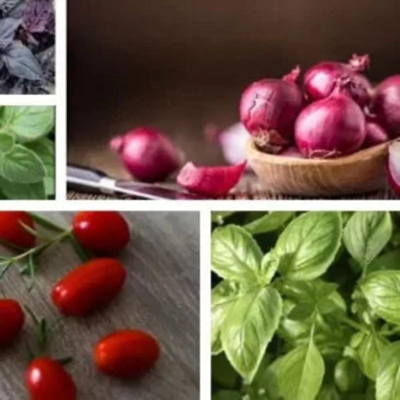 Cherry Tomato & Basil Pizza Seeds Pack (1 Pack)