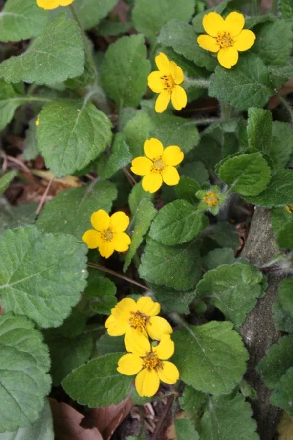 Chrysogonum virginianum ‘Pierre’