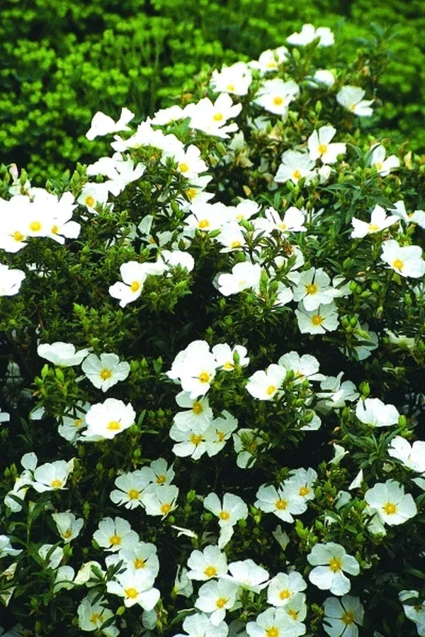 cistus-elma Cistus ‘Elma’