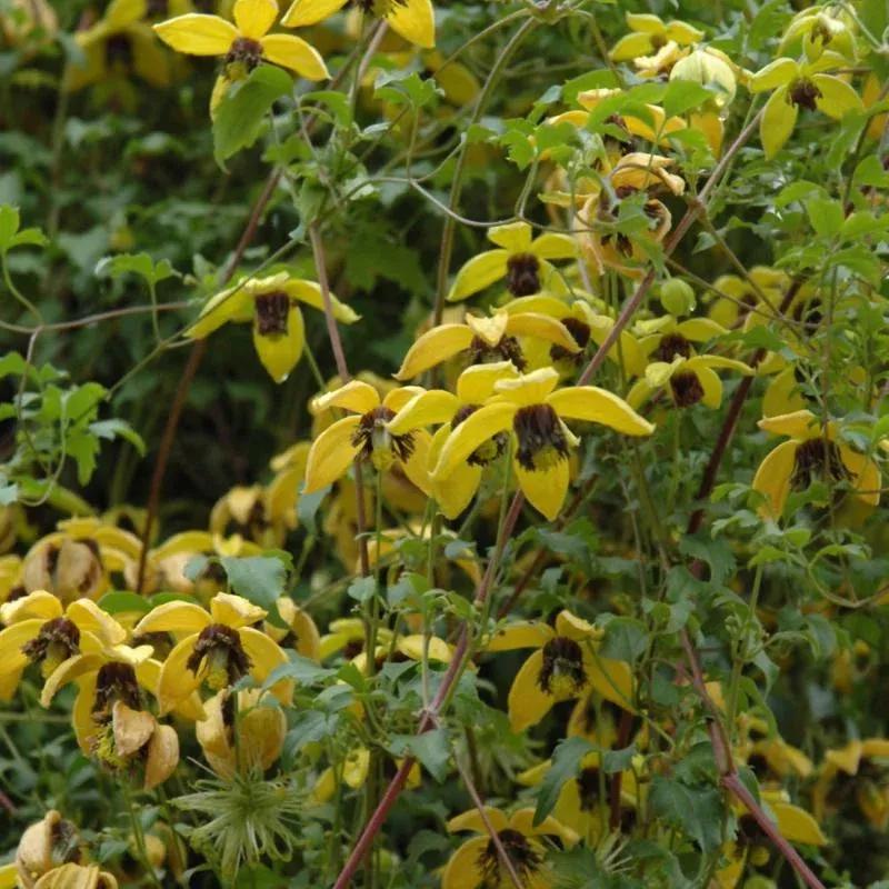 CLEMATIS ‘GOLDEN TIARA’