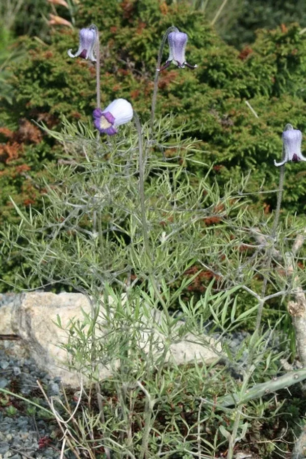 clematis-hirsutissima Clematis hirsutissima