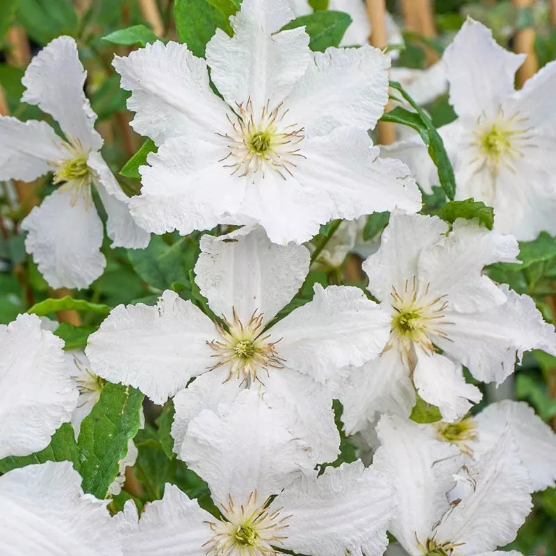 clematis-prince-george Clematis Prince George