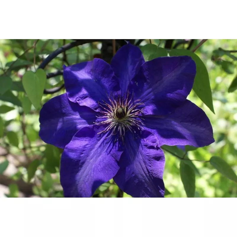 Clematis SAPPHIRE SILK CLEMATIS
