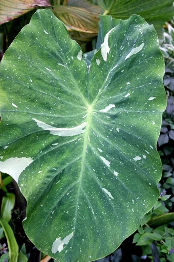 colocasia-esculenta-elepaio Colocasia esculenta ‘Elepaio’