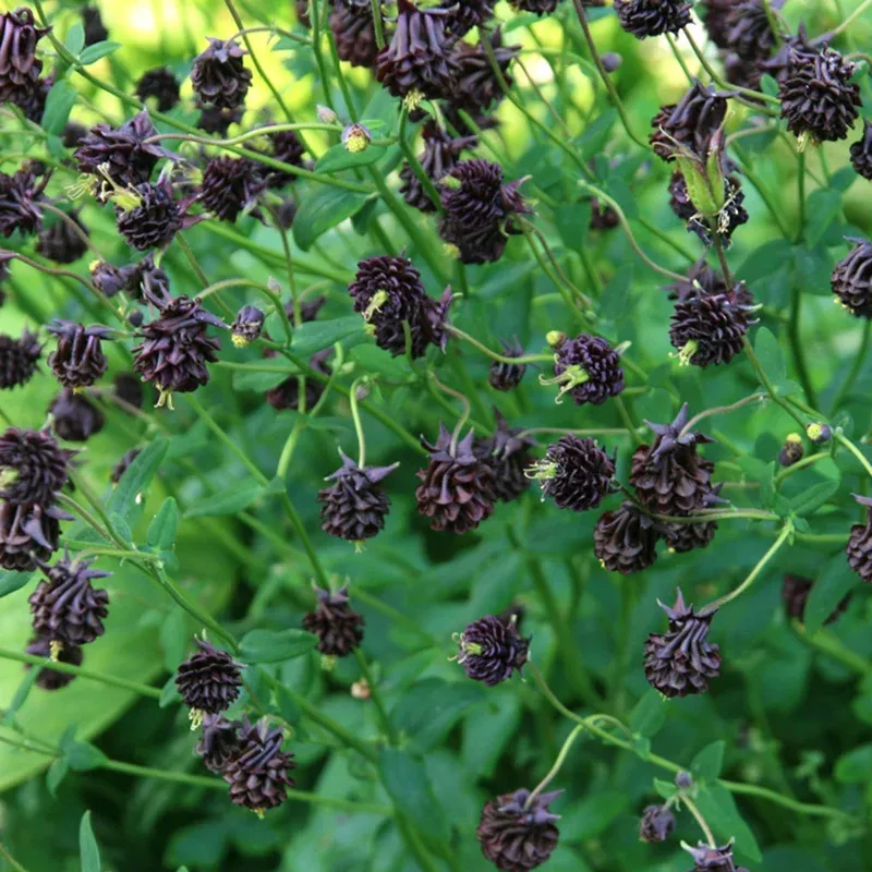 columbine-black-barlow-aquilegia-flower-seeds-planting-heirloom-non-gmo-perennia Columbine ‘Black Barlow’ (Aquilegia) Flower Seeds for Planting Heirloom Non-GMO Perennial