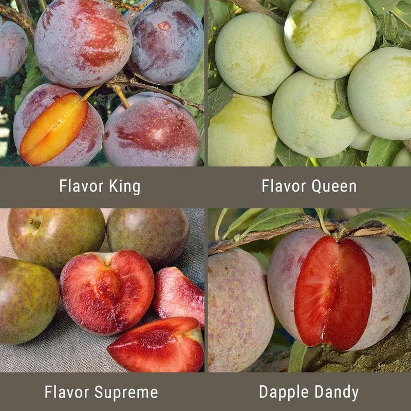 constant-harvest-pluot-4-on-1-multi-grafted-fruit-tree “Constant Harvest” Pluot 4 on 1 Multi Grafted Fruit Tree