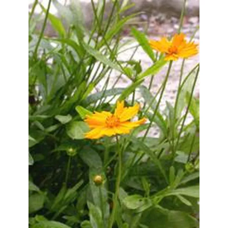 coreopsis-aur-nana Coreopsis aur. ‘Nana’