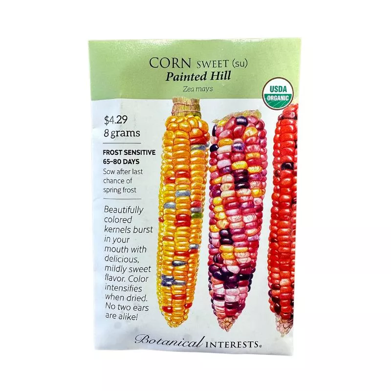 corn-swt-multicolor-painted-hill-org Corn Swt (multicolor) Painted Hill Org