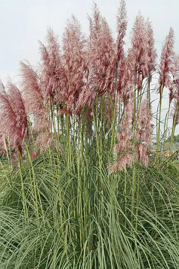 cortaderia-selloana-amber-waves Cortaderia selloana ‘Amber Waves’
