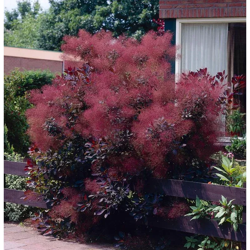 Cotinus ‘Royal Purple’