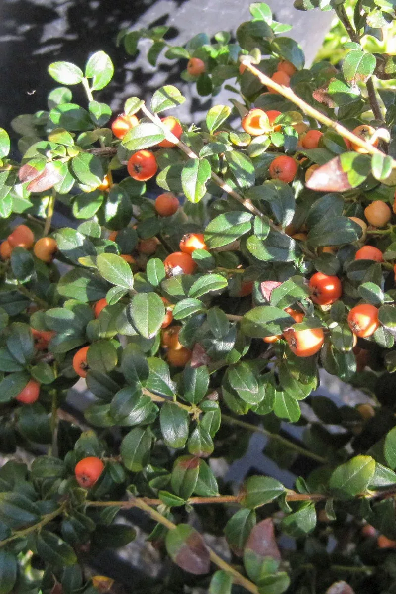 cotoneaster-lowfast Cotoneaster, Lowfast