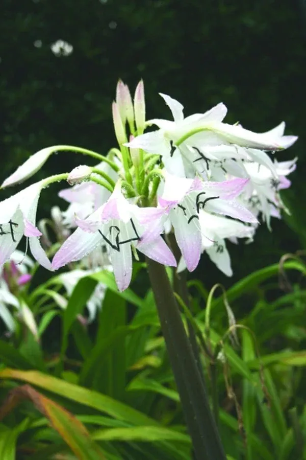 Crinum ‘Summer Nocturne’