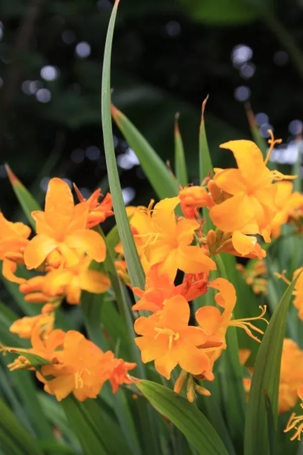 crocosmia-walcroy Crocosmia ‘Walcroy’