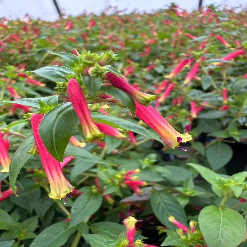 cuphea-honeybells-4-pot CUPHEA HONEYBELLS – 4″ POT