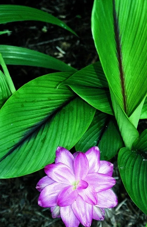 Curcuma ‘Bicolor Wonder’
