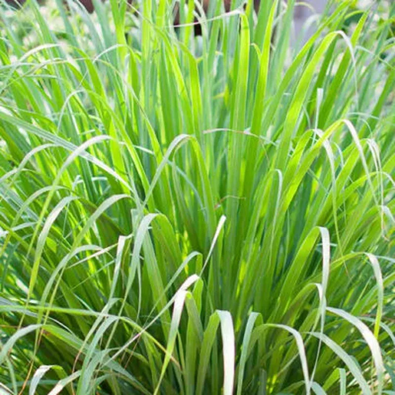 cymbopogon-citratus-lemon-grass Cymbopogon citratus – Lemon Grass