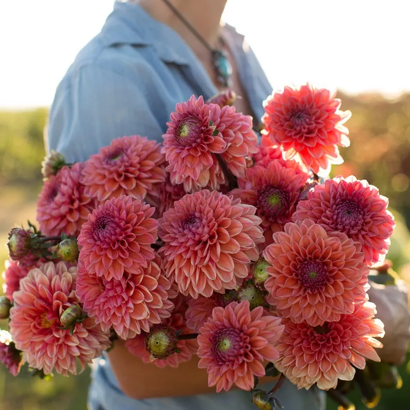 Dahlia Daisy Duke
