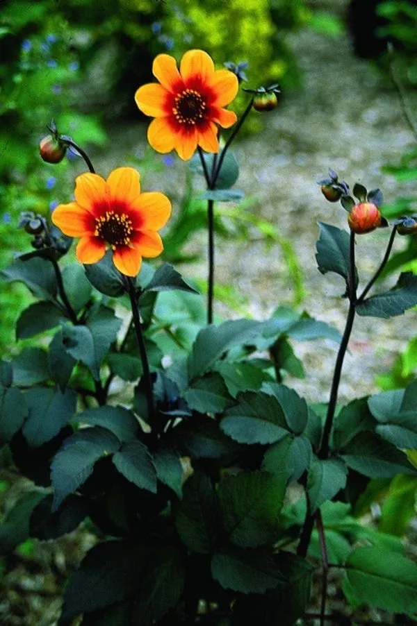 dahlia-moonfire Dahlia ‘Moonfire’