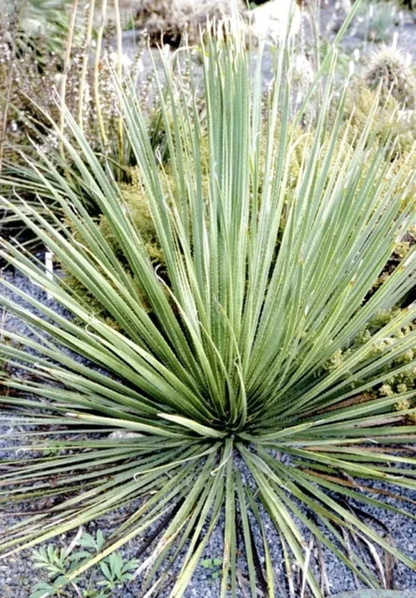 dasylirion-acrotrichum Dasylirion acrotrichum