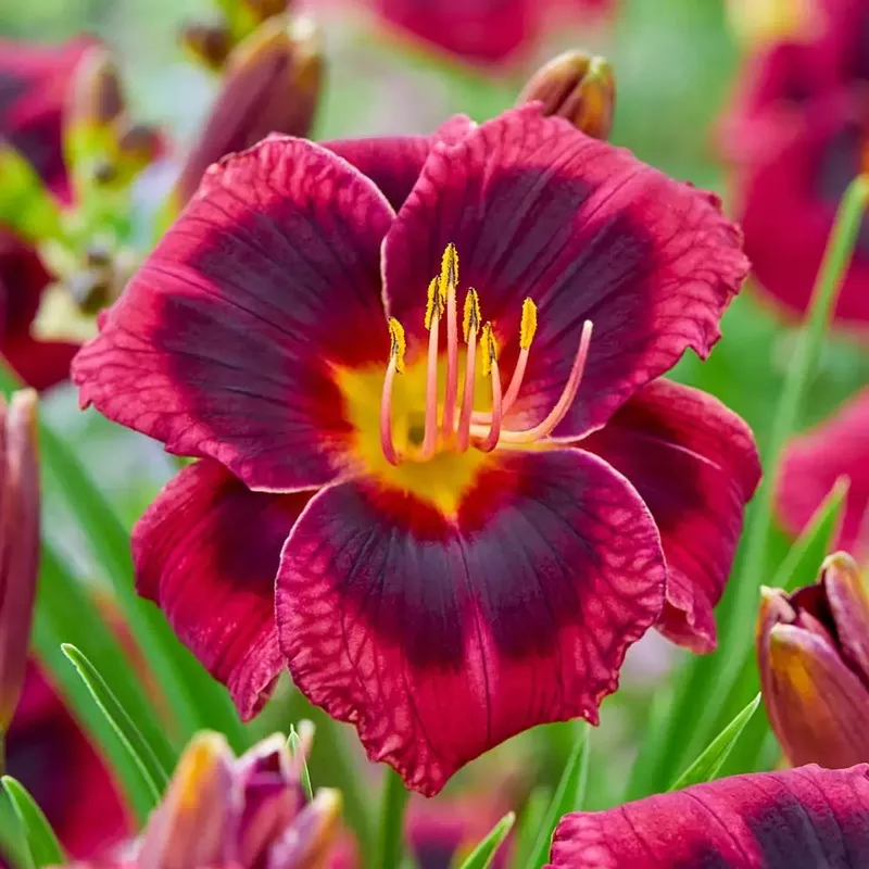 Daylily Plum Perfect