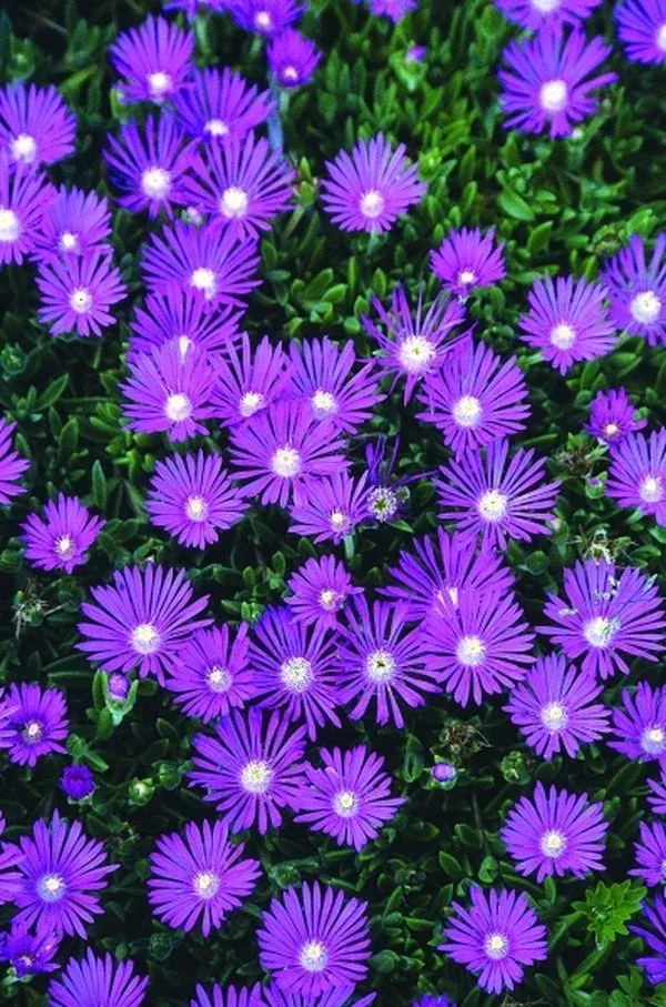 Delosperma ‘John Proffitt’