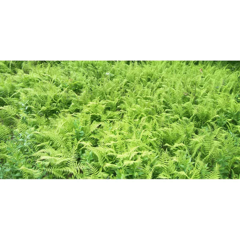 Dennstaedtia punctilobula – Hay-scented Fern