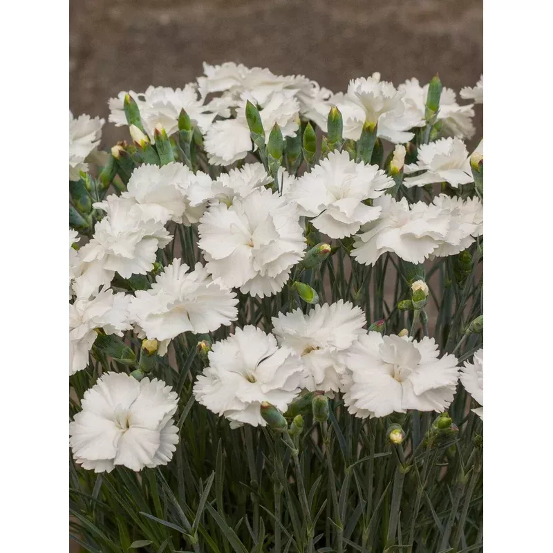 Dianthus ‘Angel of Purity’