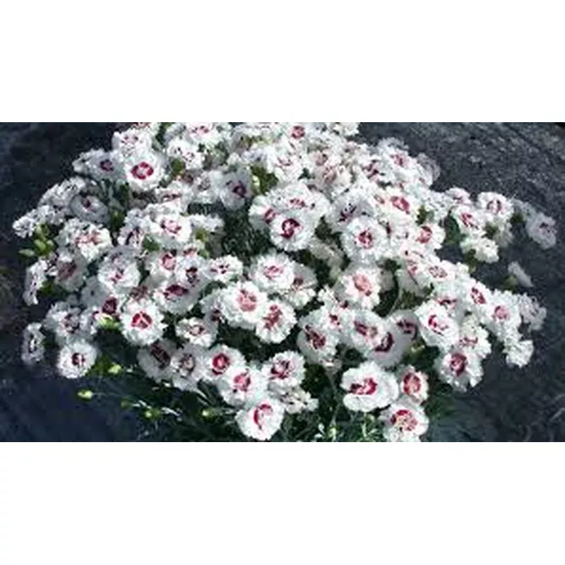 Dianthus ‘Coconut Suprise’