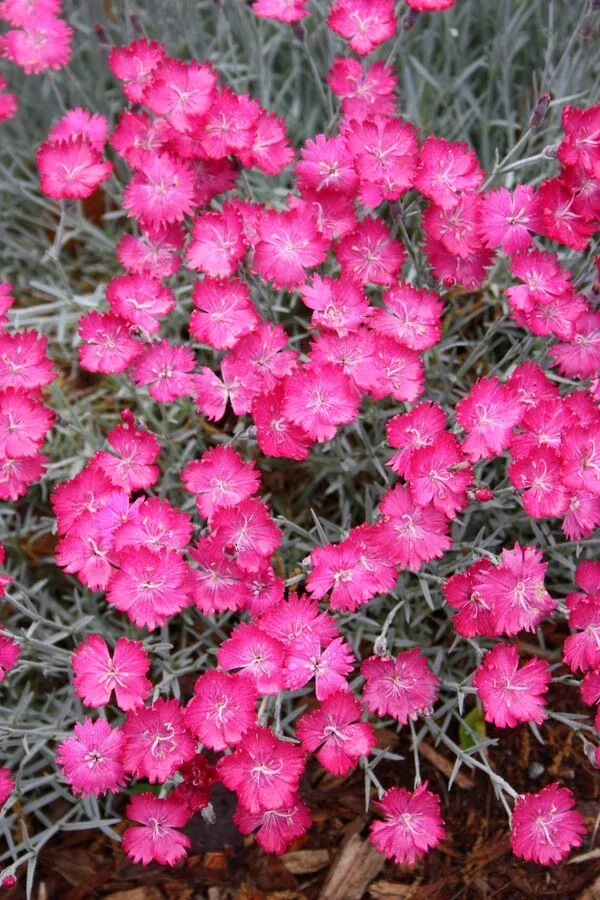 dianthus-wicked-witch-pp-19-824 Dianthus ‘Wicked Witch’ PP 19,824