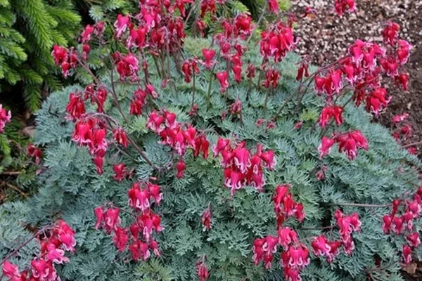 dicentra-fire-island-pp-22-488 Dicentra ‘Fire Island’ PP 22,488