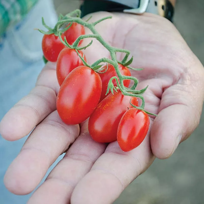 dolce-vita-f1-hybrid-tomato-seeds Dolce Vita F1 Hybrid Tomato Seeds