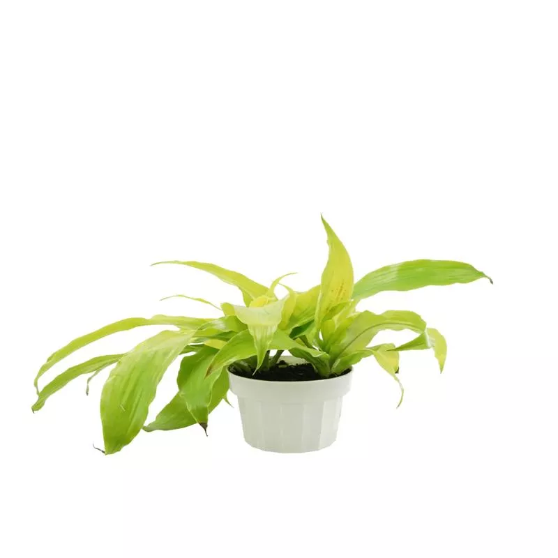 Dracaena fragrans ‘Limelight’