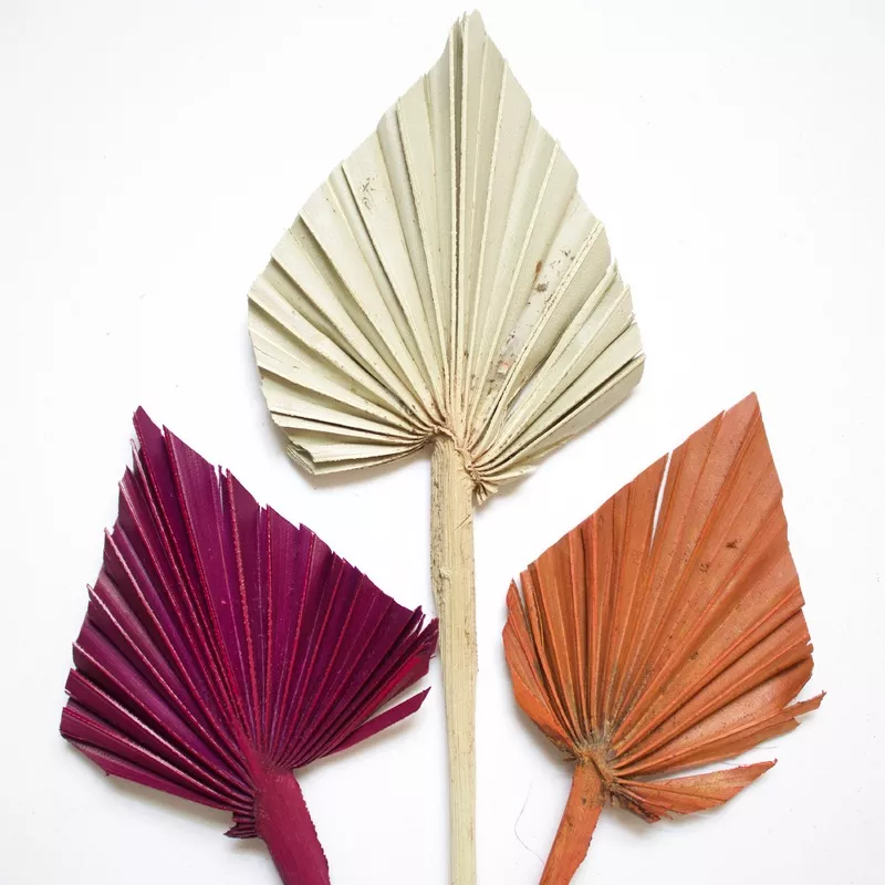 Dried Mini Palm Spear Natural