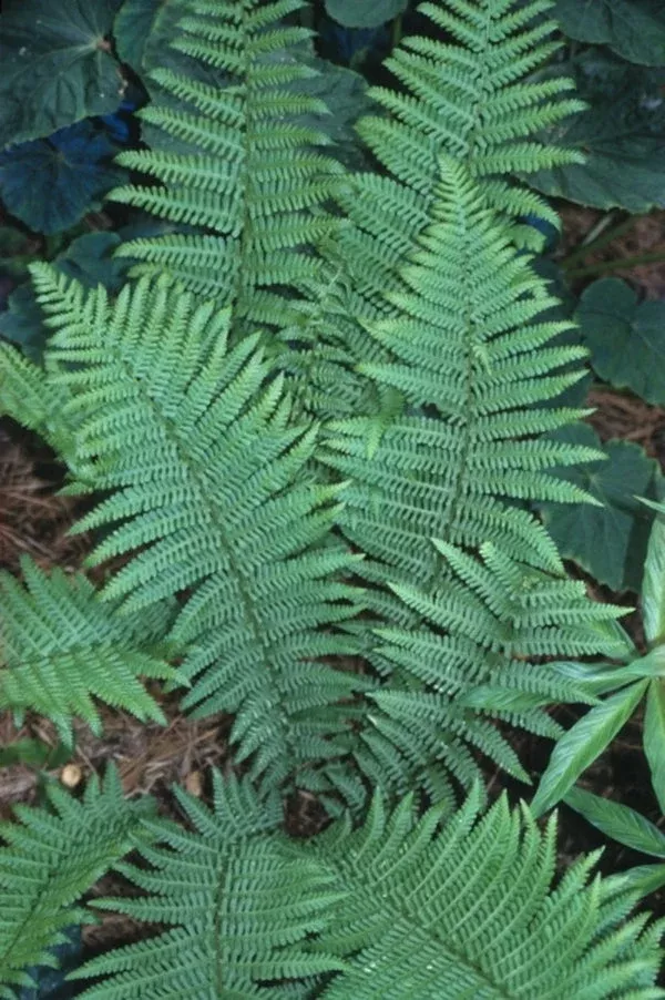 Dryopteris filix-mas