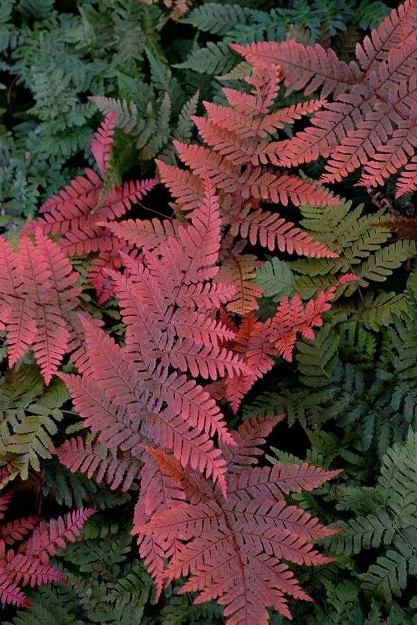 Dryopteris koidzumiana