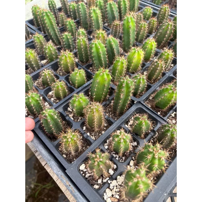 ec01-exact-three-packs-trichocereus-lost-label-cactus-seedlings-3-4 #EC01 EXACT Three Packs of Trichocereus Lost Label Cactus Seedlings 3-4″