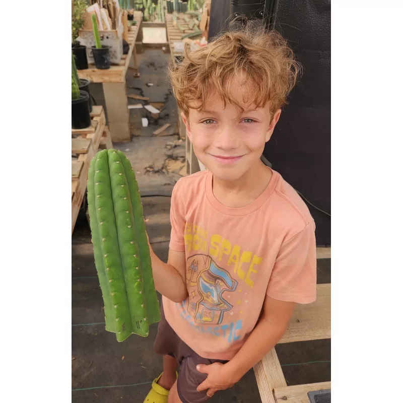 ec130-justus-trichocereus-noid-collection-cuttings #EC130 Justus’ Trichocereus NOID Collection of Cuttings