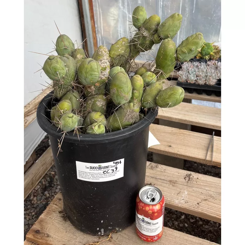 #EC39 EXACT Trichocereus Bridgesii Monstrose TBM Cactus 45+ segments