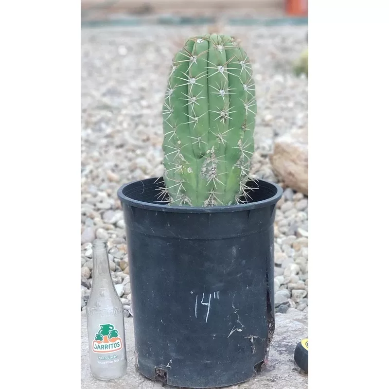 #EC71 EXACT Trichocereus TerschekiiCactus 14″