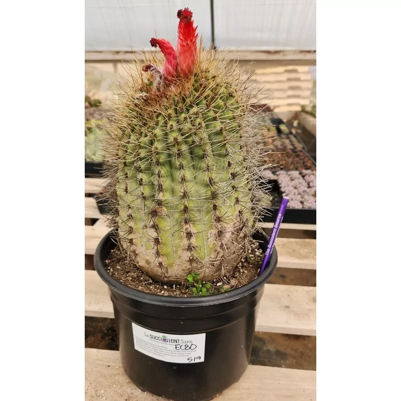#EC80 EXACT Denmoza Rhodacontha Cactus Specimen