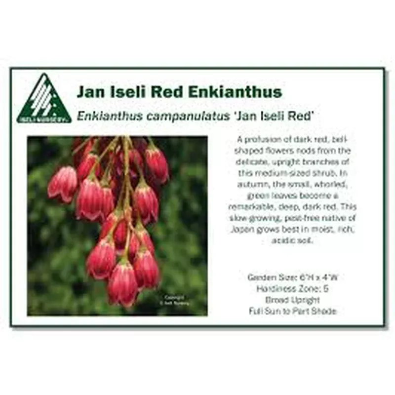 Enkianthus camp. ‘Jan’s Red’ Iseli