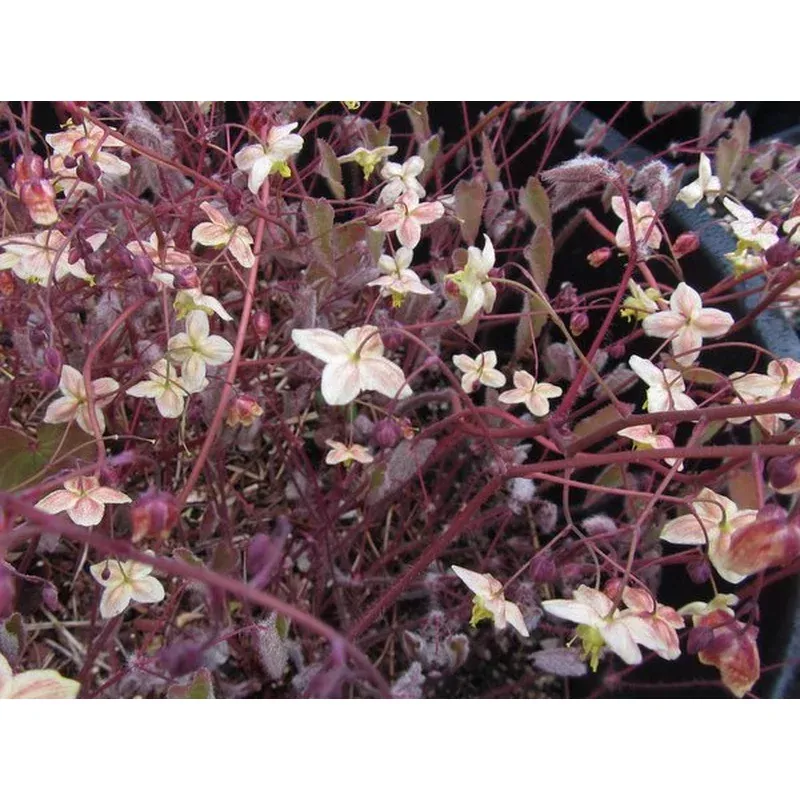 Epimedium ‘Black Sea’