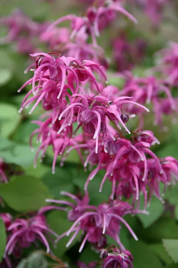 Epimedium grandiflorum ‘Yubae’