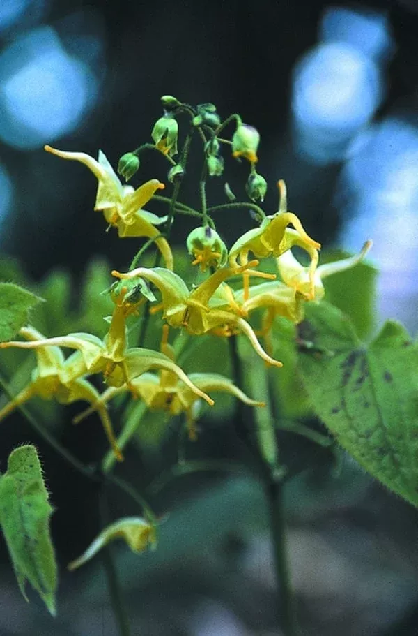 Epimedium lishihchenii