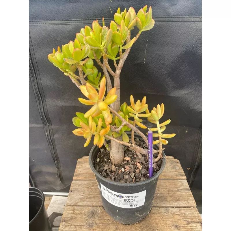 #ES01 EXACT Crassula ET Bonsai Succulent