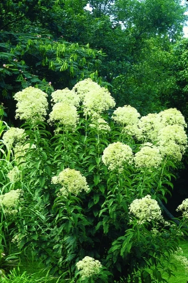 eupatorium-purpureum-joe-white Eupatorium purpureum ‘Joe White’